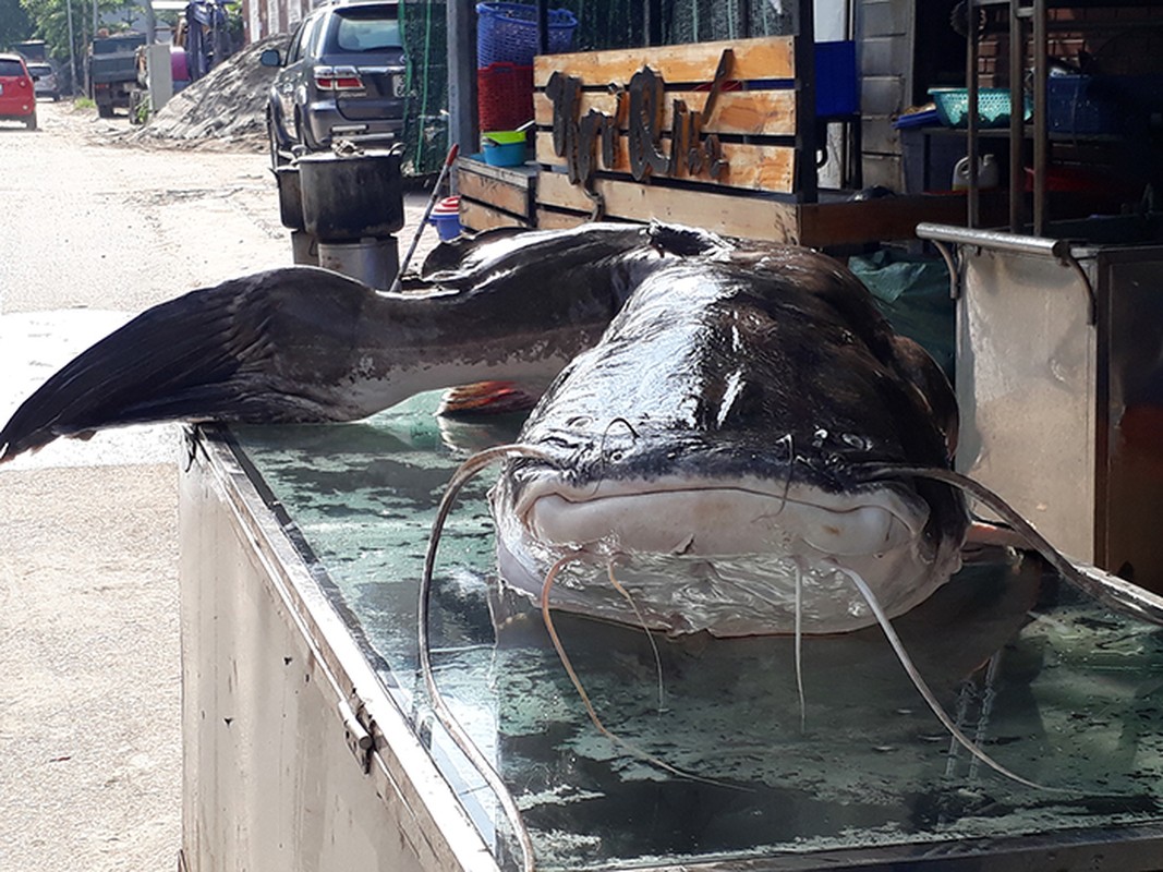 Nha hang Ha Noi mo ca lang hon 1 ta phuc vu thuc khach-Hinh-6